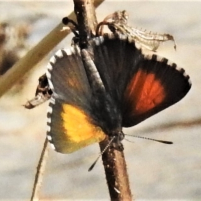 Lucia limbaria (Chequered Copper) at Molonglo River Reserve - 24 Feb 2020 by JohnBundock