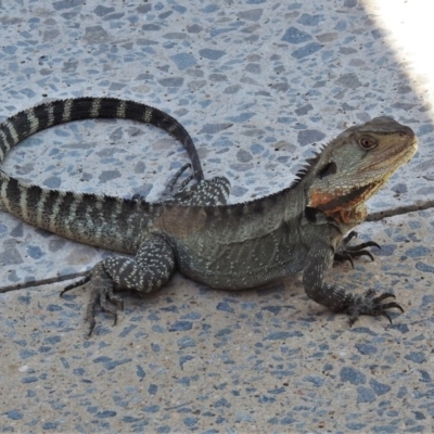 Intellagama lesueurii howittii (Gippsland Water Dragon) at Molonglo Valley, ACT - 24 Feb 2020 by JohnBundock