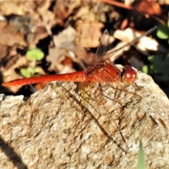 Diplacodes bipunctata (Wandering Percher) at Coombs, ACT - 24 Feb 2020 by JohnBundock