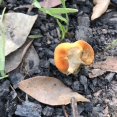 Unverified Fungus at Conjola, NSW - 25 Feb 2020 by Tanya