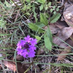 Verbena rigida (Veined Verbena) at Conjola, NSW - 25 Feb 2020 by Tanya