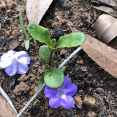 Brunoniella pumilio (Dwarf Blue Trumpet) at Bendalong, NSW - 25 Feb 2020 by Tanya