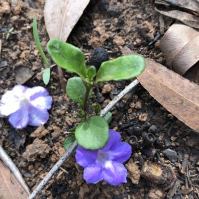 Brunoniella pumilio (Dwarf Blue Trumpet) at Bendalong, NSW - 25 Feb 2020 by Tanya