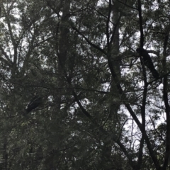 Calyptorhynchus lathami lathami (Glossy Black-Cockatoo) at Berringer Lake, NSW - 25 Feb 2020 by Tanya