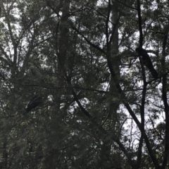 Calyptorhynchus lathami (Glossy Black-Cockatoo) at Berringer Lake, NSW - 25 Feb 2020 by Tanya