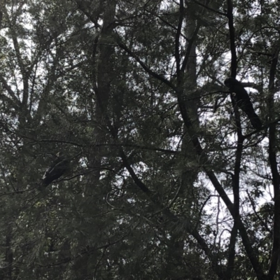 Calyptorhynchus lathami (Glossy Black-Cockatoo) at Berringer Lake, NSW - 25 Feb 2020 by Tanya