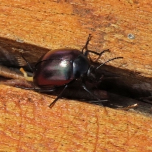 Chalcopteroides spectabilis at Fyshwick, ACT - 24 Feb 2020 12:53 PM