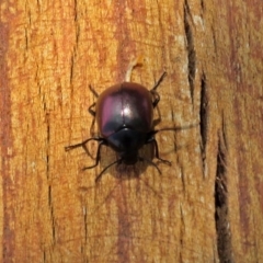 Chalcopteroides spectabilis at Fyshwick, ACT - 24 Feb 2020 12:53 PM