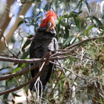 Callocephalon fimbriatum (Gang-gang Cockatoo) at Fyshwick, ACT - 24 Feb 2020 by RodDeb