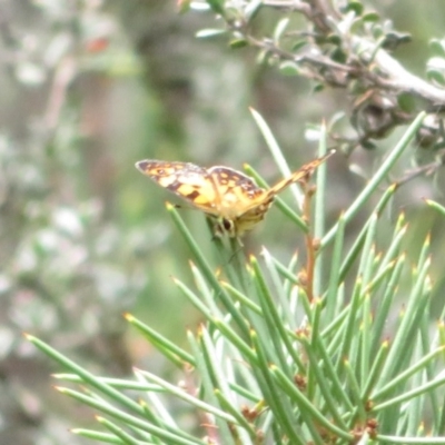 Oreixenica lathoniella (Silver Xenica) at Paddys River, ACT - 25 Feb 2020 by Christine