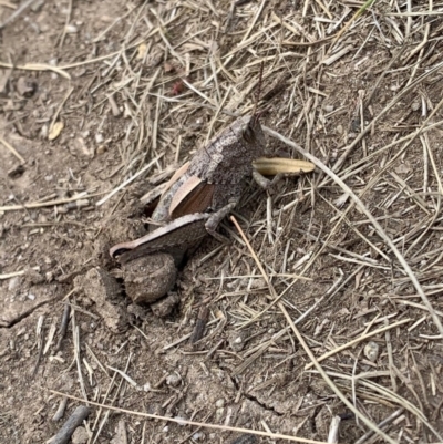 Percassa rugifrons (Mountain Grasshopper) at Kosciuszko National Park, NSW - 24 Feb 2020 by SimoneC