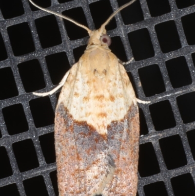Epiphyas postvittana (Light Brown Apple Moth) at Ainslie, ACT - 5 Feb 2020 by jbromilow50