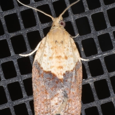 Epiphyas postvittana (Light Brown Apple Moth) at Ainslie, ACT - 5 Feb 2020 by jb2602