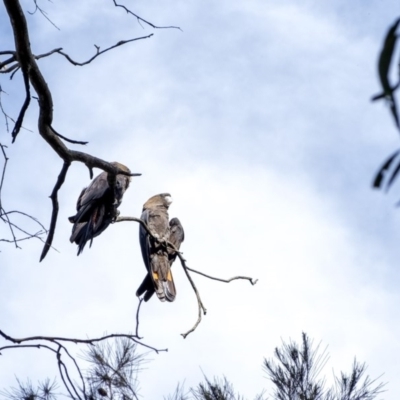 Calyptorhynchus lathami (Glossy Black-Cockatoo) at Penrose, NSW - 25 Feb 2020 by Aussiegall