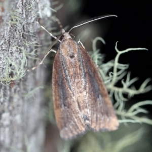 Conosara castanea at Cotter River, ACT - 1 Apr 2019 09:01 PM