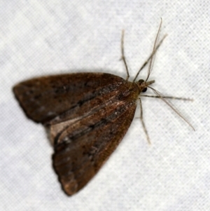 Conosara castanea at Cotter River, ACT - 1 Apr 2019