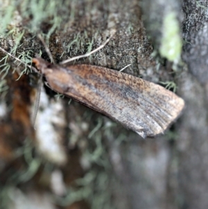 Conosara castanea at Cotter River, ACT - 1 Apr 2019 09:01 PM