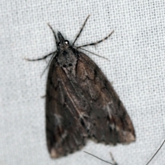 Mictodoca toxeuta (Long-nosed Geometrid) at Cotter River, ACT - 1 Apr 2019 by ibaird