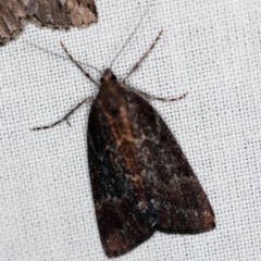 Mictodoca toxeuta at Cotter River, ACT - 1 Apr 2019