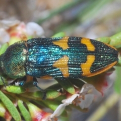 Castiarina dimidiata (A jewel beetle) at Kosciuszko National Park - 21 Feb 2020 by Harrisi