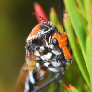 Clytocosmus helmsi at Kosciuszko National Park, NSW - 22 Feb 2020 12:53 PM