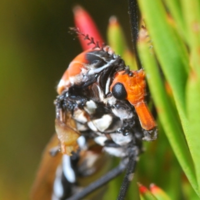 Clytocosmus helmsi (Helms' alpine crane fly) at Kosciuszko National Park, NSW - 22 Feb 2020 by Harrisi