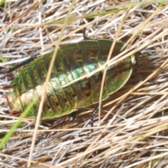 Polyzosteria viridissima (Alpine Metallic Cockroach) at Kosciuszko National Park - 21 Feb 2020 by Harrisi