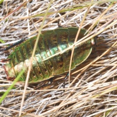 Polyzosteria viridissima (Alpine Metallic Cockroach) at Kosciuszko National Park, NSW - 22 Feb 2020 by Harrisi