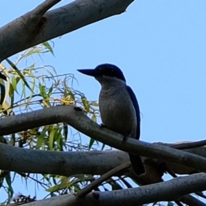 Todiramphus sanctus at Melba, ACT - 25 Feb 2020