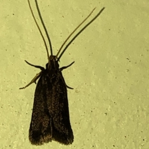 Lecithocera terrigena at Aranda, ACT - 25 Feb 2020