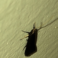 Lecithocera terrigena at Aranda, ACT - 25 Feb 2020