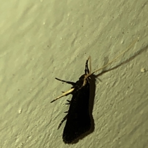 Lecithocera terrigena at Aranda, ACT - 25 Feb 2020