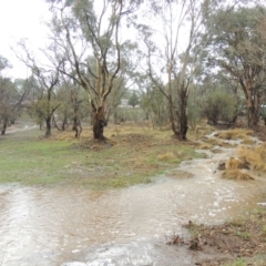 Eucalyptus blakelyi at Tharwa, ACT - 16 Feb 2020 07:17 PM