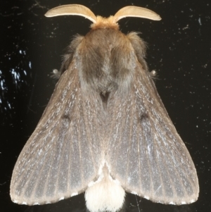 Symphyta nyctopis at Ainslie, ACT - 25 Feb 2020