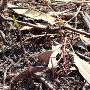 Corunastylis clivicola at Cook, ACT - 25 Feb 2020