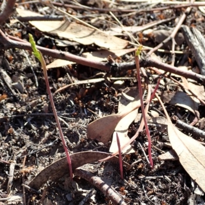 Corunastylis clivicola (Rufous midge orchid) at Cook, ACT - 25 Feb 2020 by CathB