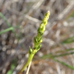 Corunastylis clivicola at Cook, ACT - suppressed