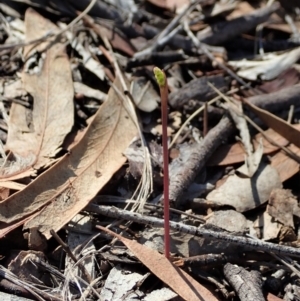 Corunastylis clivicola at Cook, ACT - 25 Feb 2020