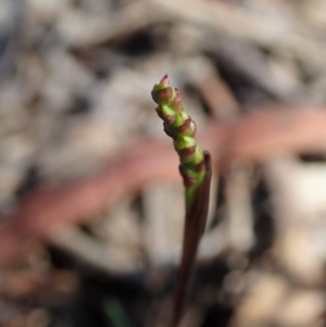 Corunastylis clivicola at Cook, ACT - suppressed