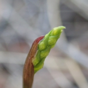 Corunastylis cornuta at Dunlop, ACT - 25 Feb 2020