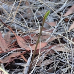 Corunastylis cornuta at Dunlop, ACT - suppressed