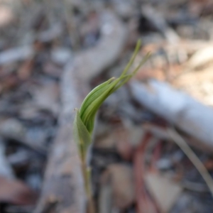 Diplodium ampliatum at Cook, ACT - 25 Feb 2020