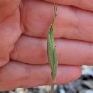 Diplodium ampliatum at Cook, ACT - 25 Feb 2020