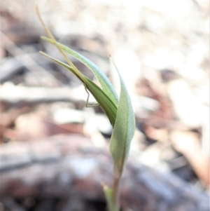 Diplodium ampliatum at Cook, ACT - 25 Feb 2020