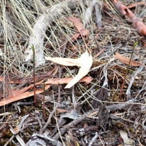 Corunastylis cornuta at Aranda, ACT - 26 Feb 2020