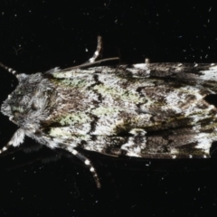 Prometopus inassueta (Green-tinged Moth) at Ainslie, ACT - 25 Feb 2020 by jbromilow50