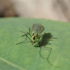 Chironomidae (family) (Non-biting Midge) at Mount Painter - 17 Feb 2020 by CathB