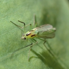 Chironomidae (family) at Dunlop, ACT - 17 Feb 2020