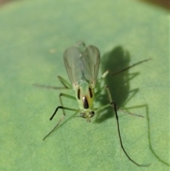 Chironomidae (family) at Dunlop, ACT - 17 Feb 2020 04:33 PM