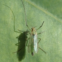 Chironomidae (family) at Dunlop, ACT - 17 Feb 2020